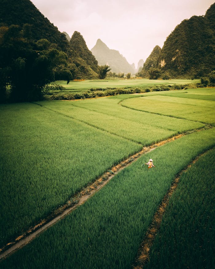services-01 Captivating aerial shot of vibrant green rice fields and mountainous landscape in Vietnam.